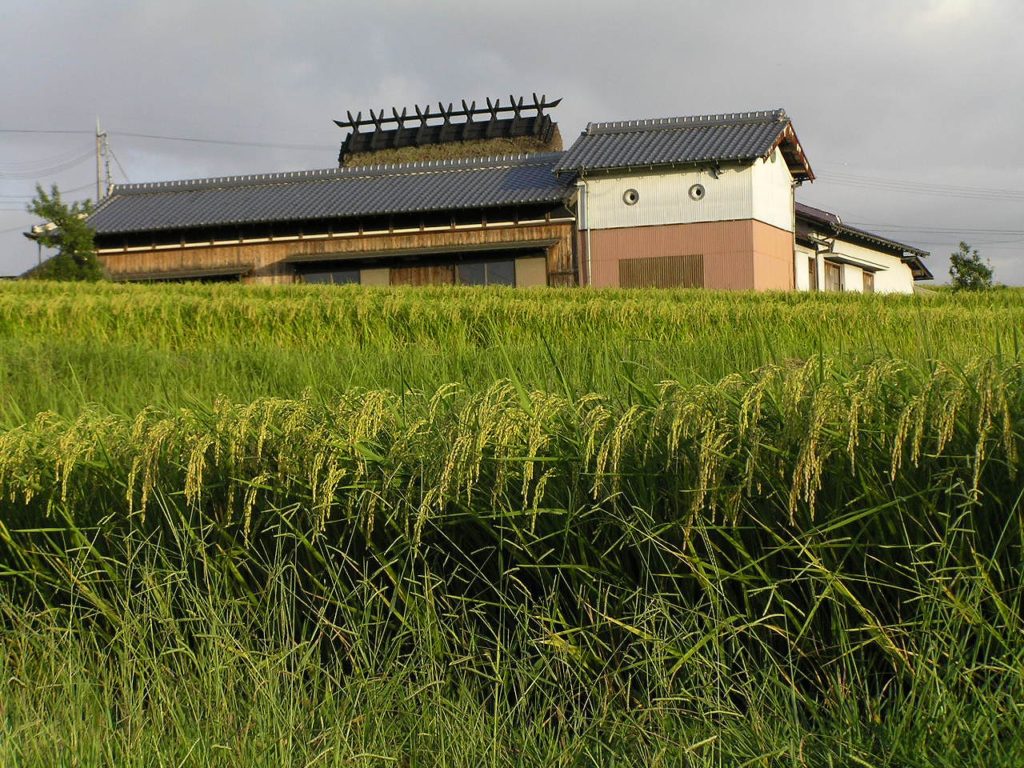 Yamada Nishiki field outside Nada, Hyogo