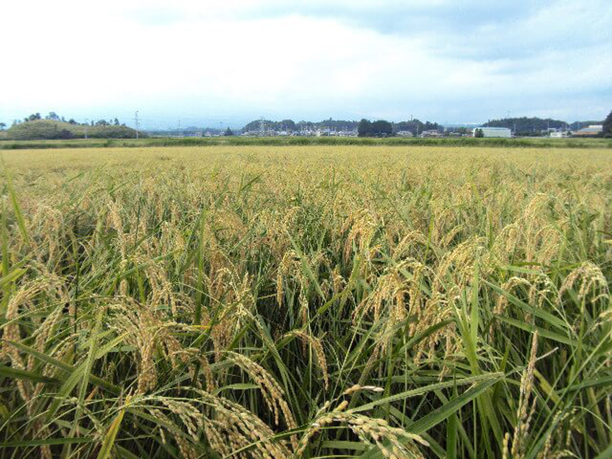 Miyama Nishiki Sake Rice 美山錦 - The Japanese Bar