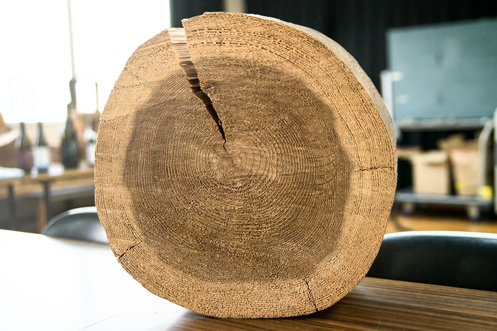 Yoshinosugi cedar wood cross section