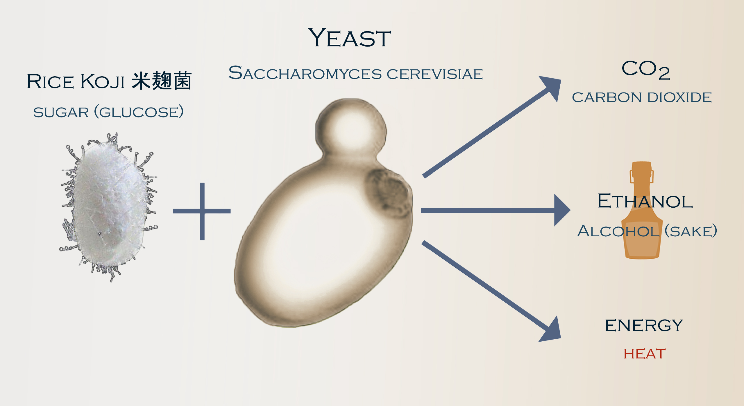 Sake Yeast - Basic Yeast Function 1