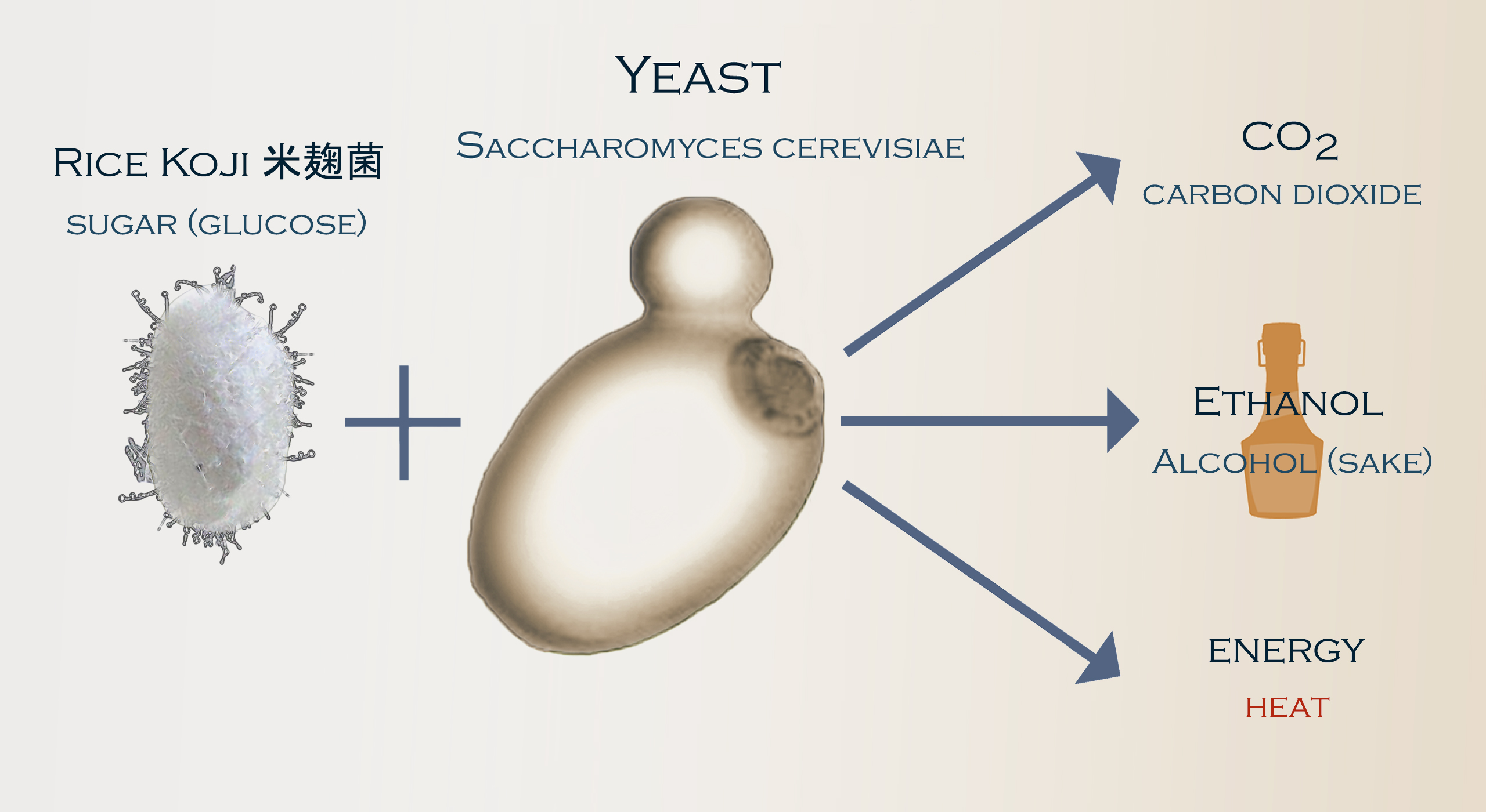 sake-yeast-25-types-plus-their-flavor-profiles-2021