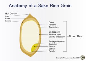 Sake Rice Structure Illustration - Sakamai