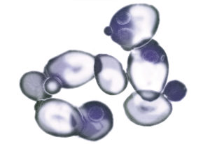 illustration of purple sake yeast