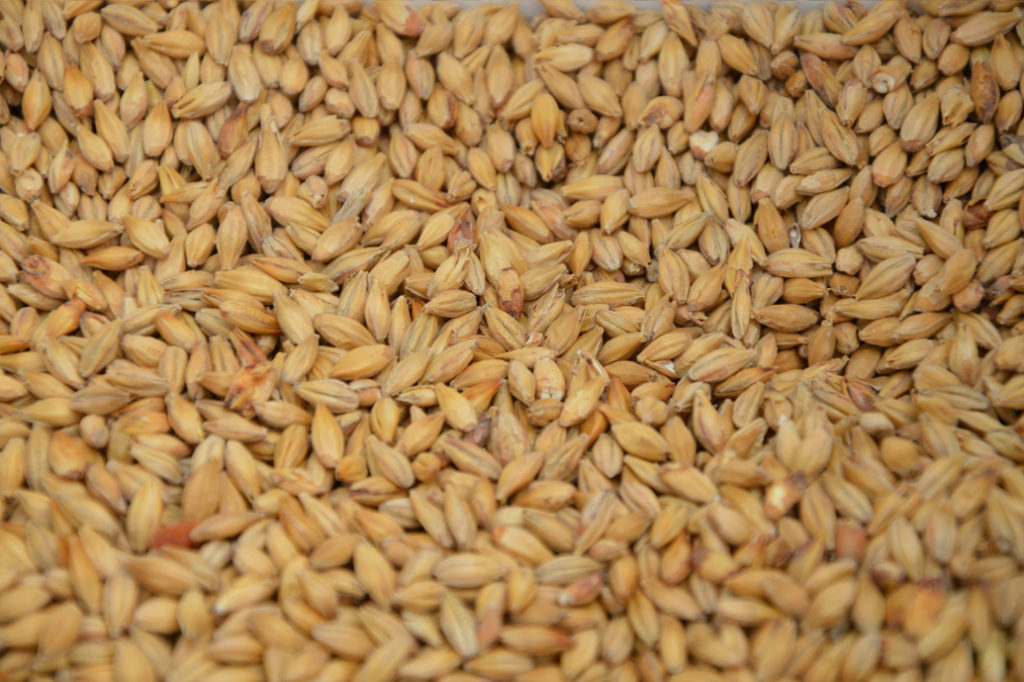 thousands of grains of golden malted barley