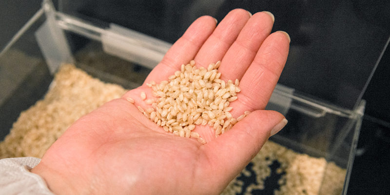 a handful of Japanese brown sake rice 