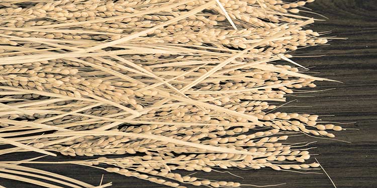 huge rice grains used for sake brewing