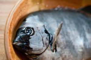 a striped beakfish up close