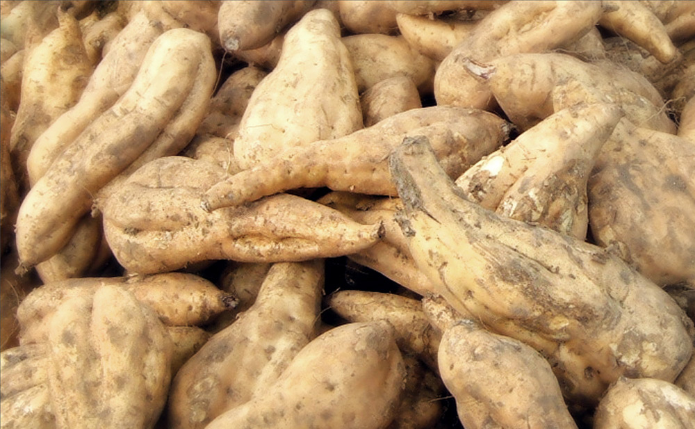 learn about Koganesengan sweet potato