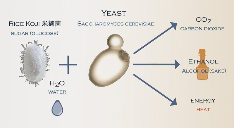 an illustration of alcoholic fermentation with sake yeast