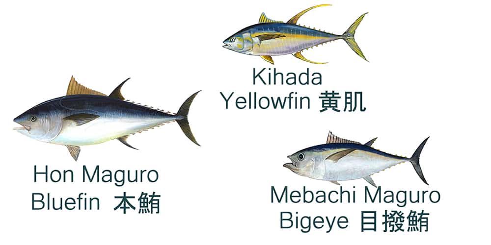three types of tuna used for tekka maki