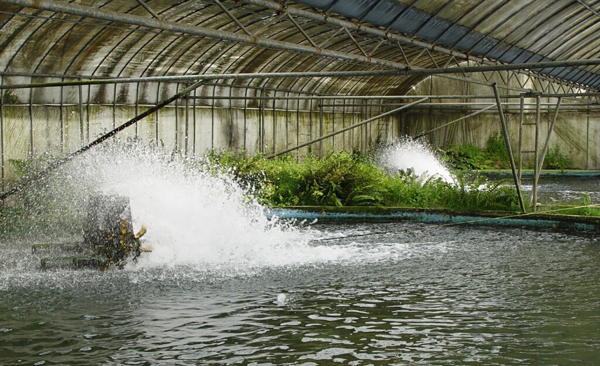 an indoor pond for farming freshwater eel