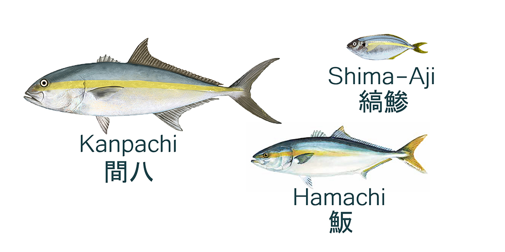 three similar species of jack fish