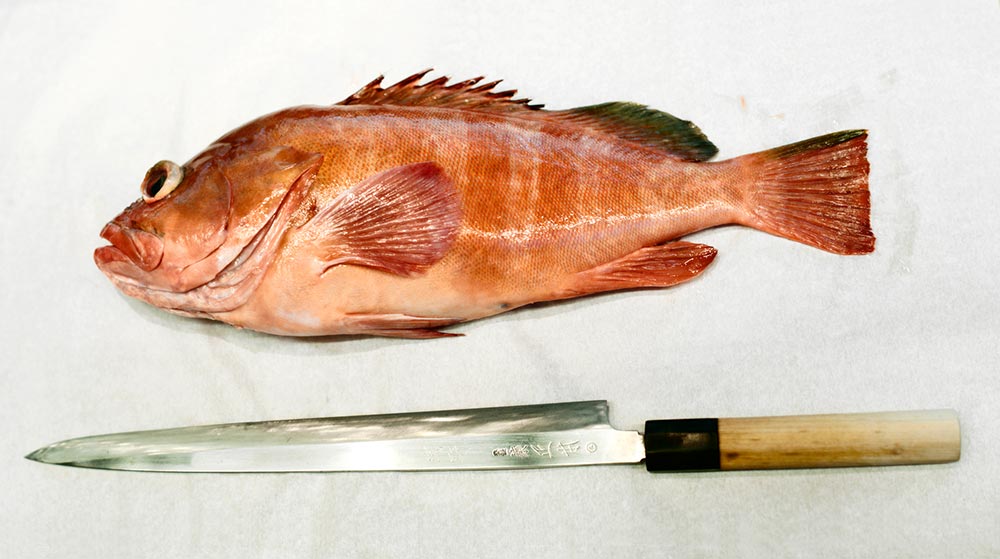 a grouper and a sashimi knife
