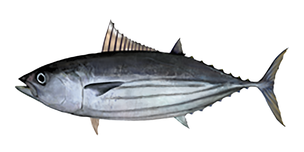 illustration of a skipjack tuna or katsuo