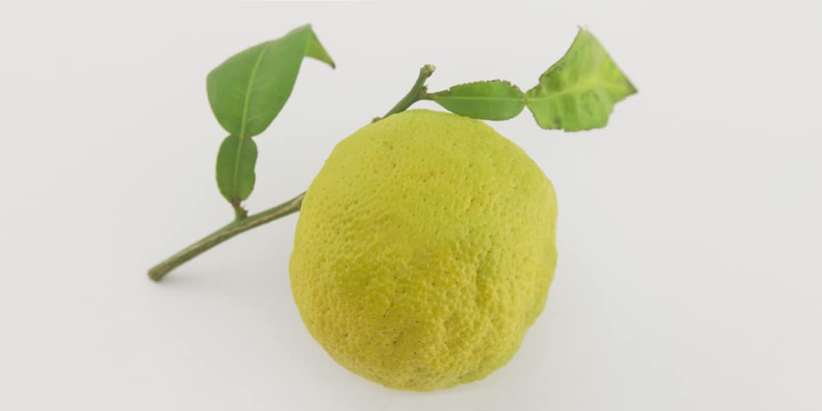 a yellow yuzu citrus attached to a small branch cutting