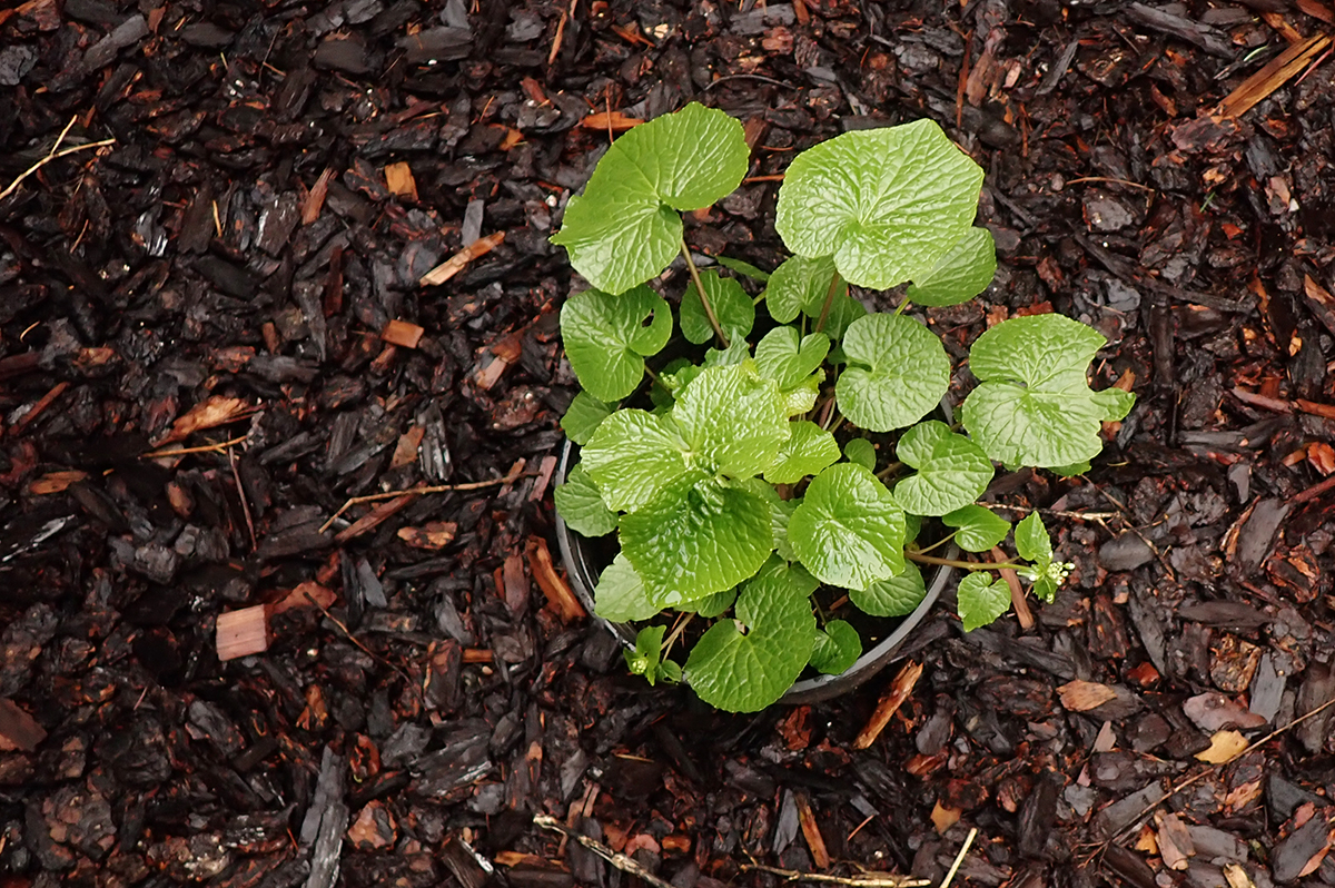 a green wasabi plant with heart shaped leaves