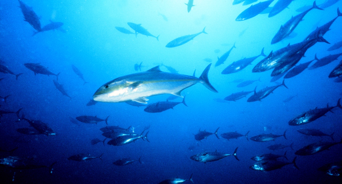 an amberjack swims in a school of tuna and mackerel